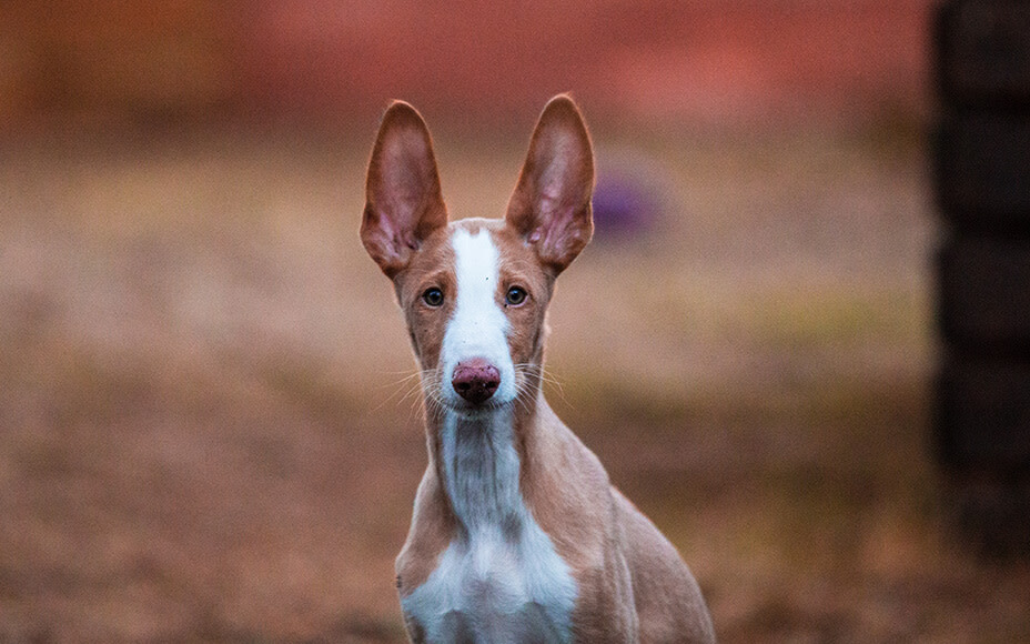 hunderasse podenco