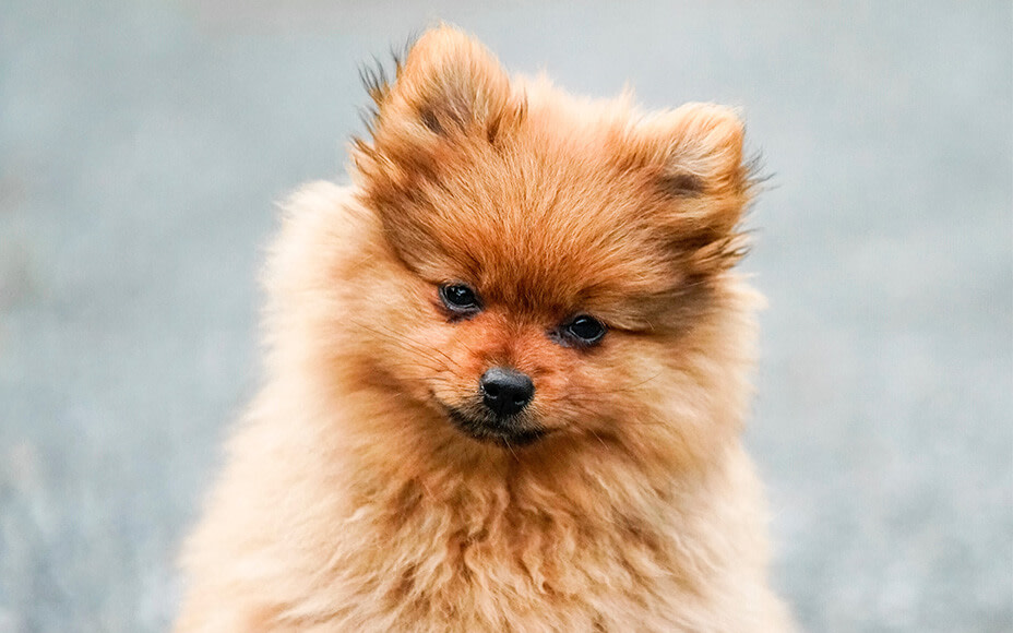 pomeranian welpen erziehung