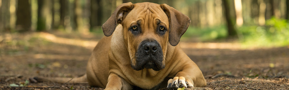 header boerboel