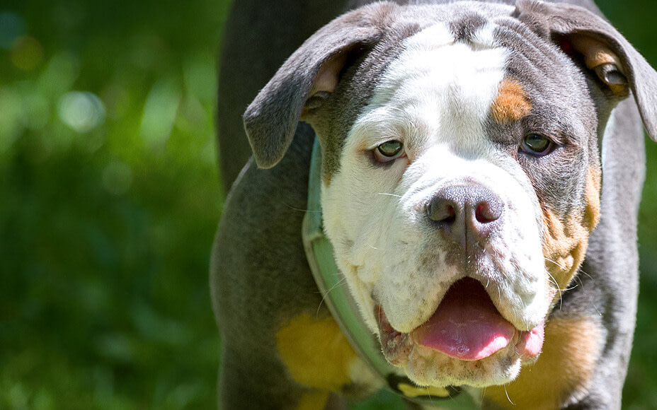 amerikanische hunderassen olde english bulldogge