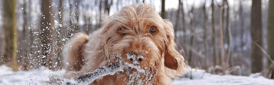 Header Hund im Winter schützen