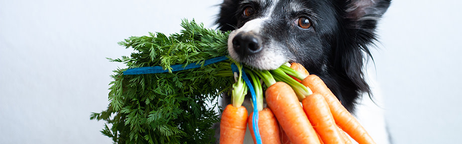 Hund mit Bund Möhren im Maul