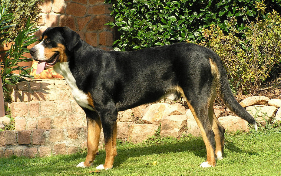 Großer Schweizer Sennenhund steht im Garten