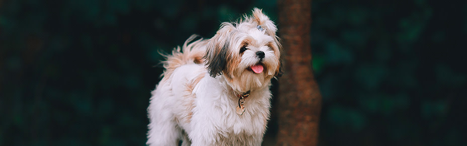 header tibet terrier