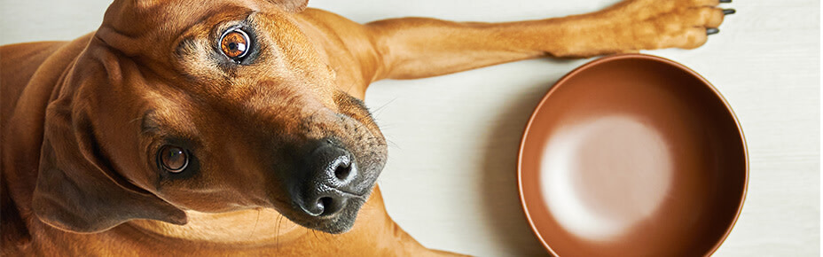 header artgerechte hundeernährung