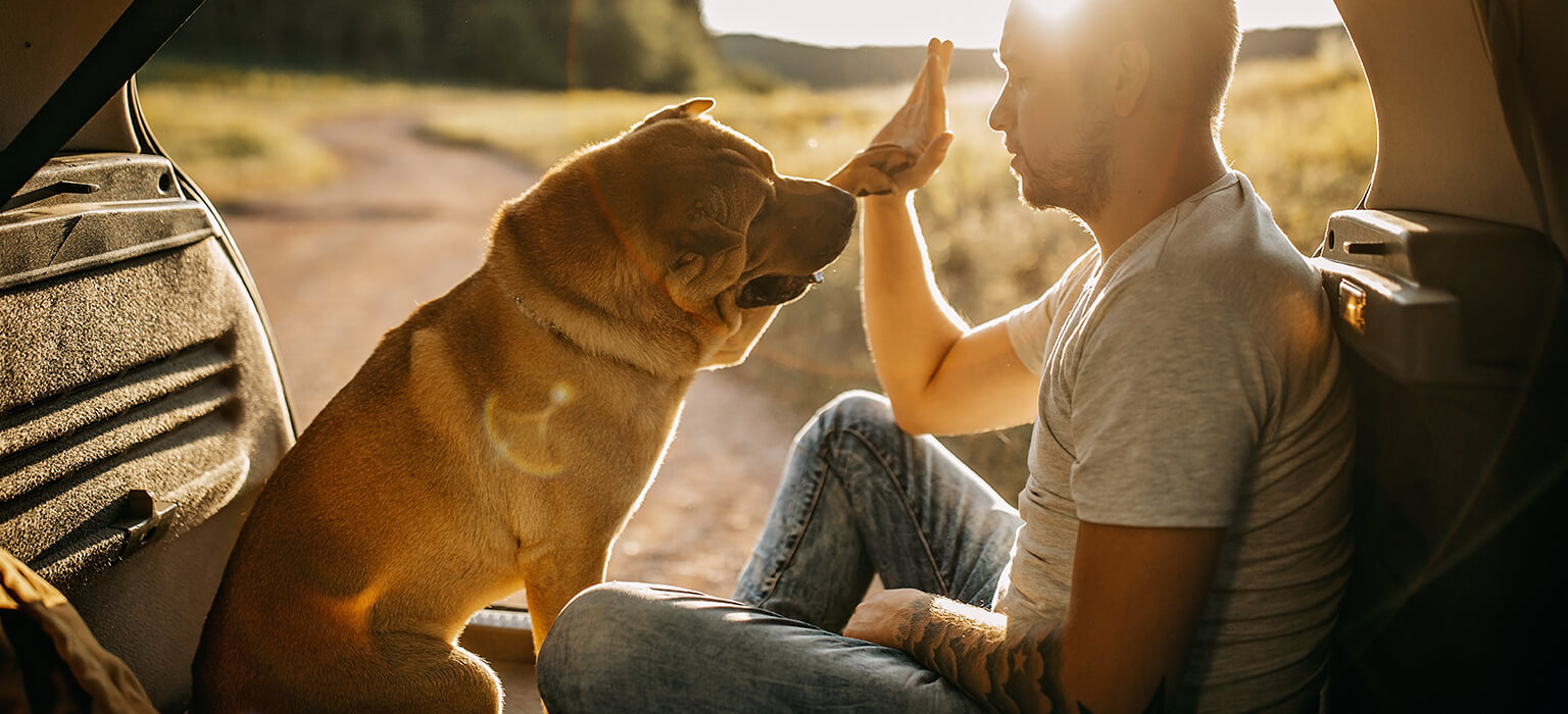 Tut es hund frau mit Ferienhaus für