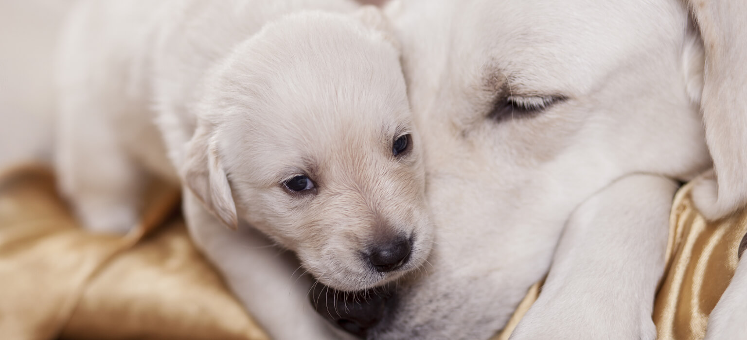 Wann Verlieren Labrador Welpen Ihre Milchzahne