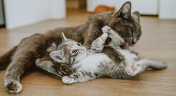 Older cat licking kitten