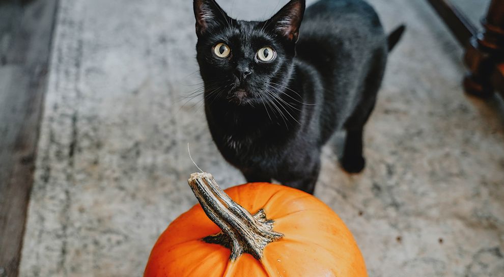 Black cat with pumpkin