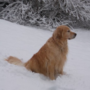 Emma the Golden Retriever in the snow