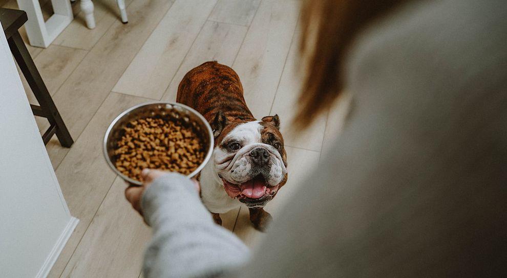 Bulldog waiting for bowl of kibble