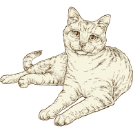 Senior cat illustration