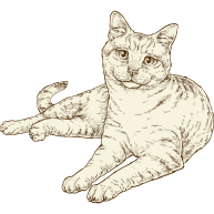 NOW-FRESH-Product-Illustration-Cat-Senior