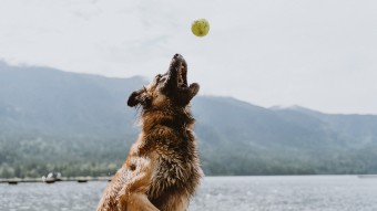 Dog jumping for tennis ball