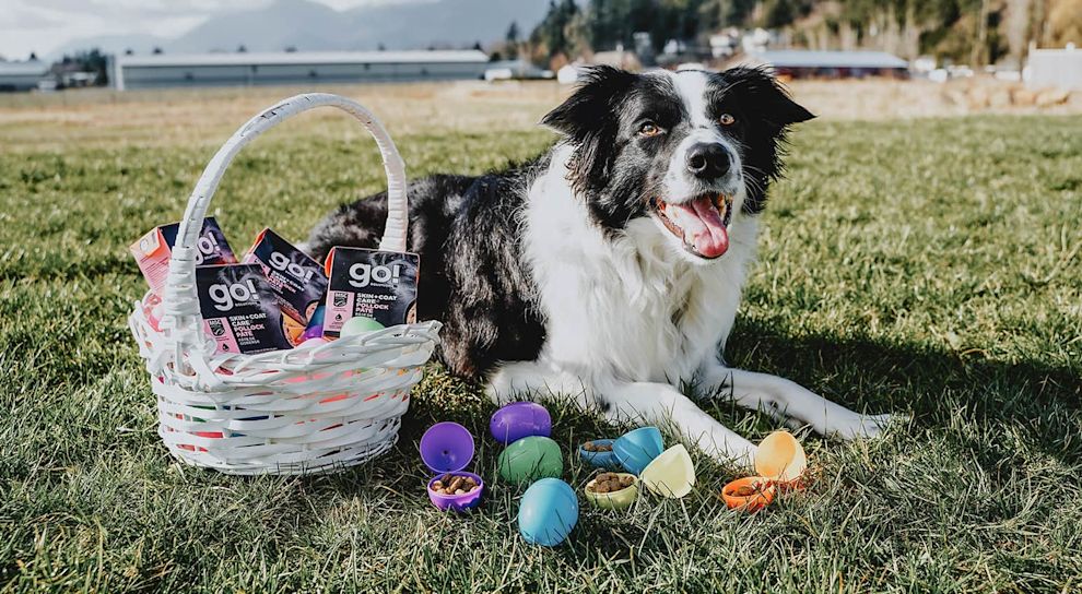 Border Collie dog with Easter eggs and basket of Go! Solutions wet food