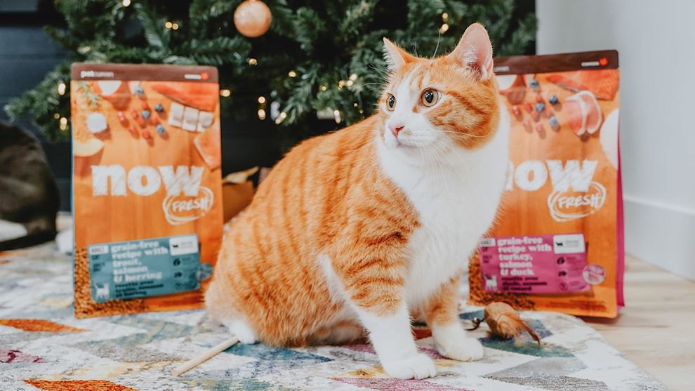 Cat with bags of Now Fresh kibble under Christmas tree