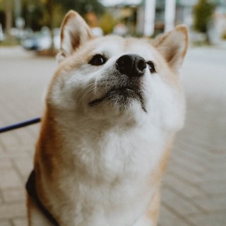 Closeup of Shiba Inu