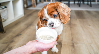 Cavalier King Charles Spaniel dog licking wet food from bowl