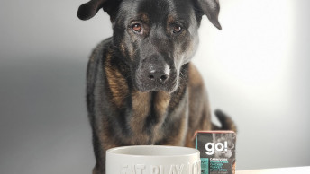 Zax the dog with bowl and GO! SOLUTIONS CARNIVORE Grain-Free Chicken, Turkey + Duck Stew Tetra Pak