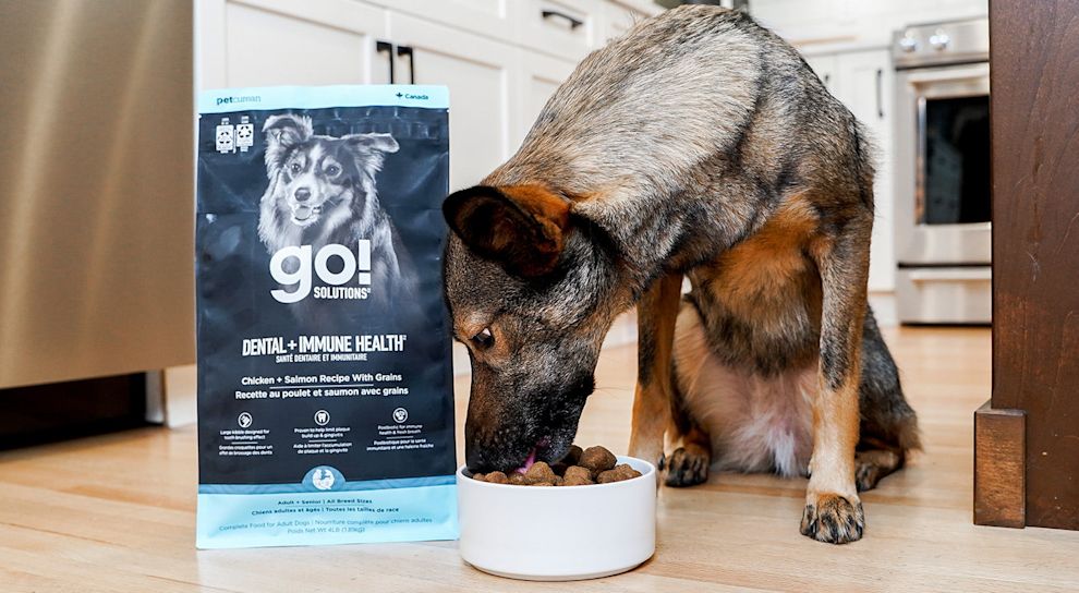 Dog eating Go! Solutions Dental + Immune Health kibble from bowl