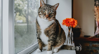 Cat on window sill with orange flower