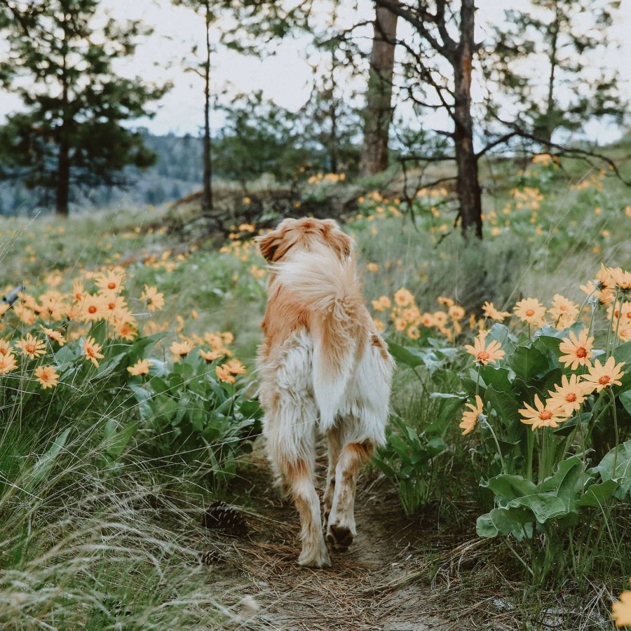 Dog walking through field of flowers