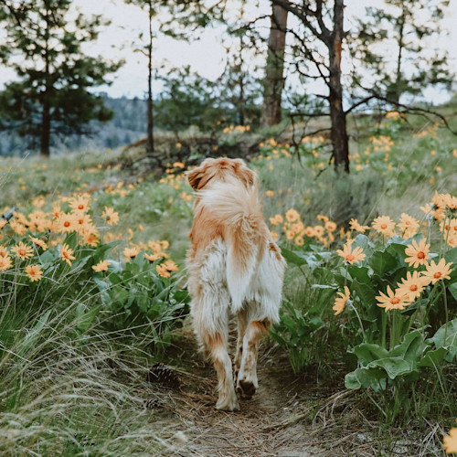 Dog walking through field of flowers