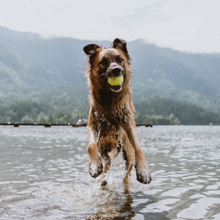 Dog running in lake with ball