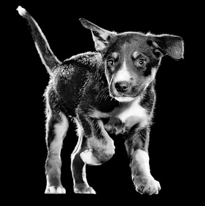 Black and white puppy
