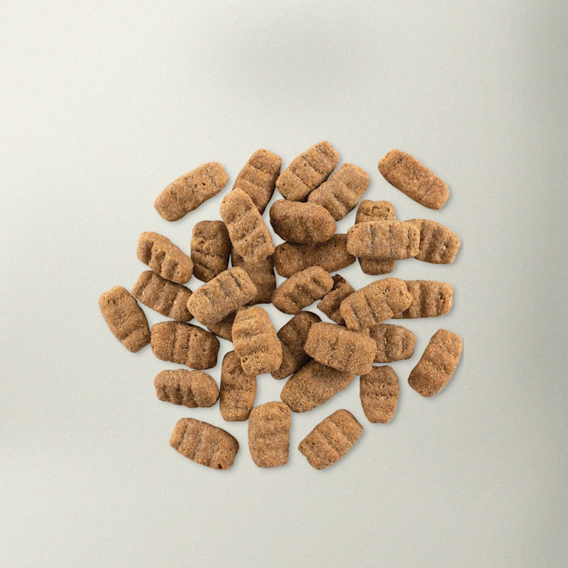 Now Fresh large breed senior dog food kibble