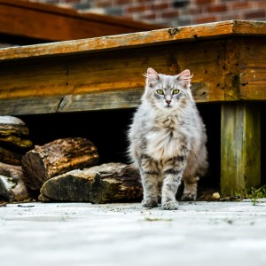 Grey cat outside in front of wood porch