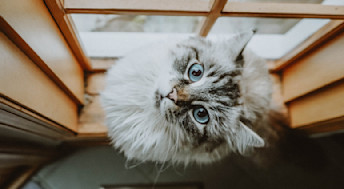 Blue-eyed cat looking up at camera