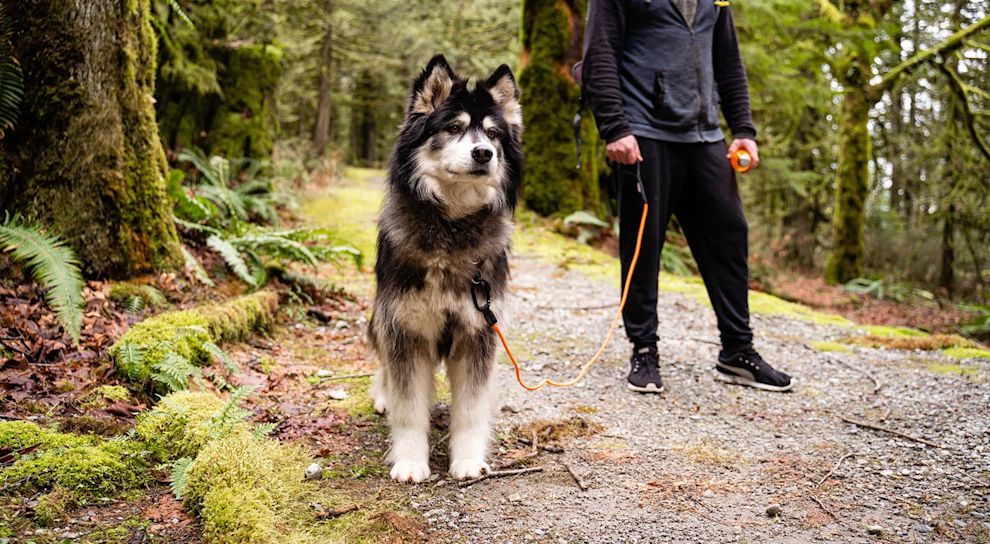 Fluffy dog standing on forest trail with owner