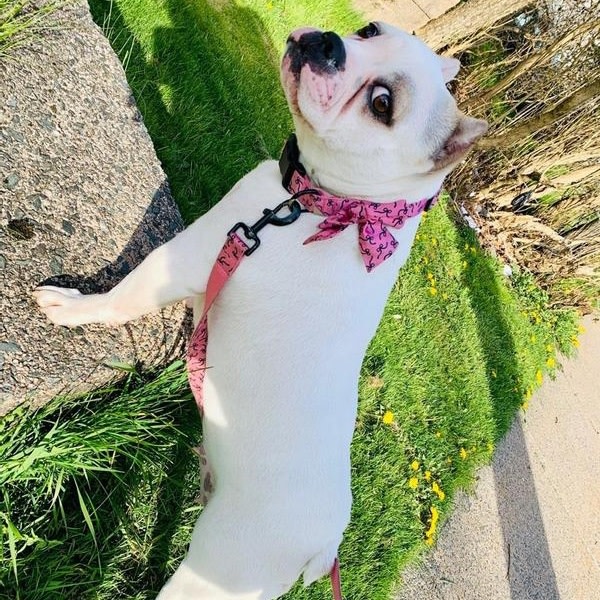 White bull with a pink collar