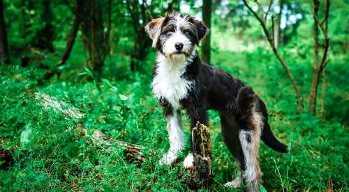 Black and white scruffy dog standing on log in forest
