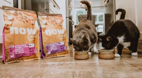 Cats eating with two bowls and bags of kibble