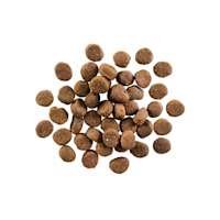 GO! SOLUTIONS CARNIVORE Grain-Free Lamb + Wild Boar Recipe for Dogs kibble