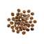 GO! SOLUTIONS CARNIVORE Grain-Free Lamb + Wild Boar Recipe for Dogs kibble
