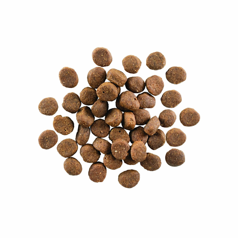 GO! SOLUTIONS CARNIVORE Grain-Free Lamb + Wild Boar Recipe for Dogs kibble