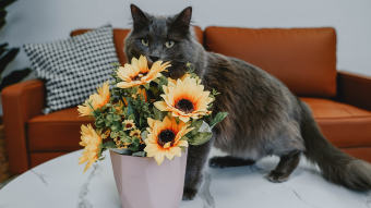 Cat on table behind artificial flowers