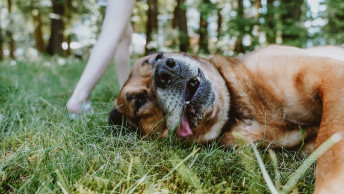 Tired dog laying on grass