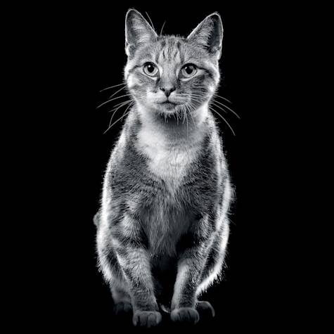 Cat sitting looking at camera