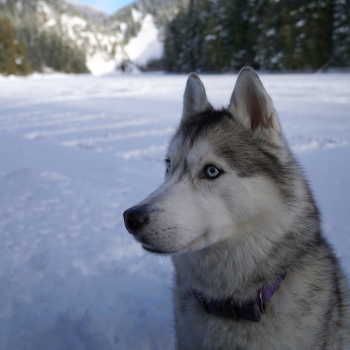 Husky dog out in the snow
