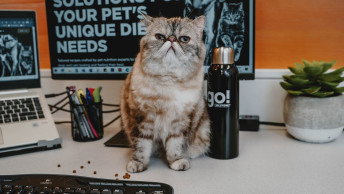 Exotic Shorthair cat sitting on desk smiling at the camera