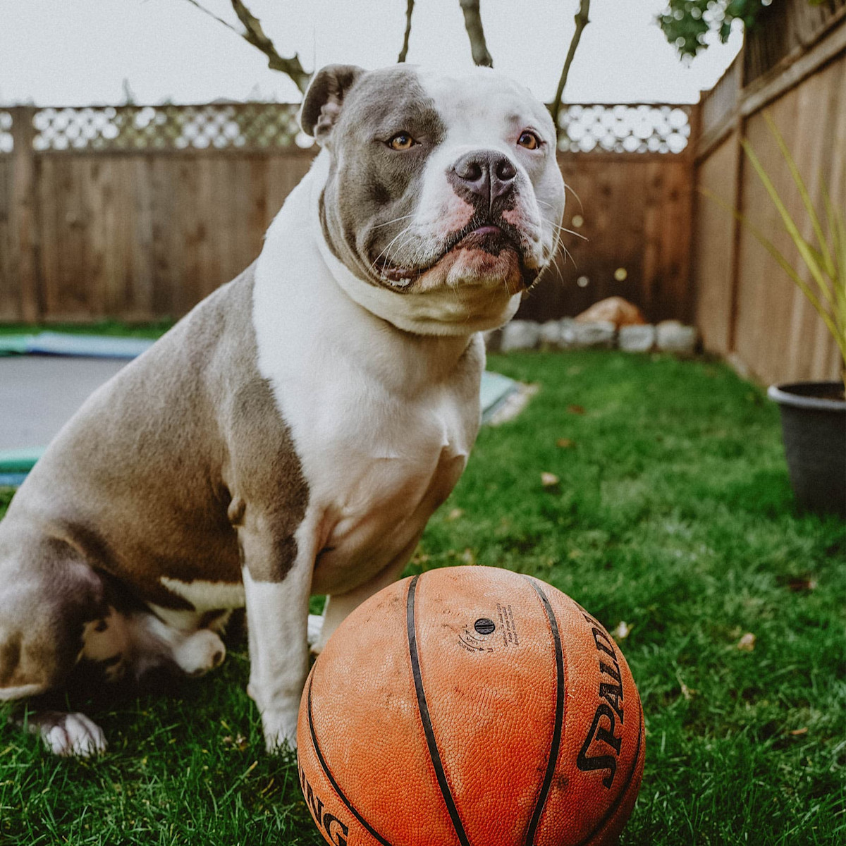 Pit Bull Terrier sitting beside basketball