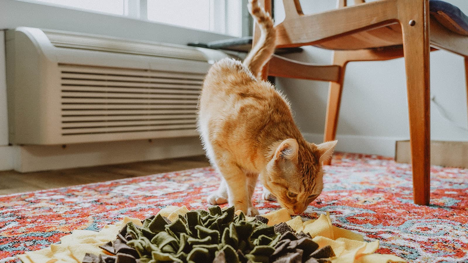 DIY snuffle mat and lick mat (from the Dollar store) that my cat