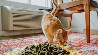 Orange tabby cat sniffing snuffle mat