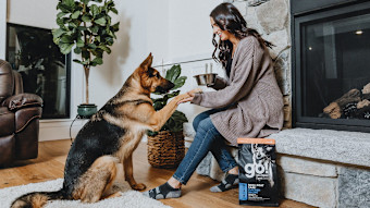 German Shepherd giving a shake by the fireplace