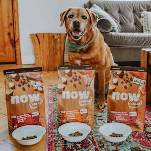 Labrador dog sitting beside bags of Now Fresh kibble