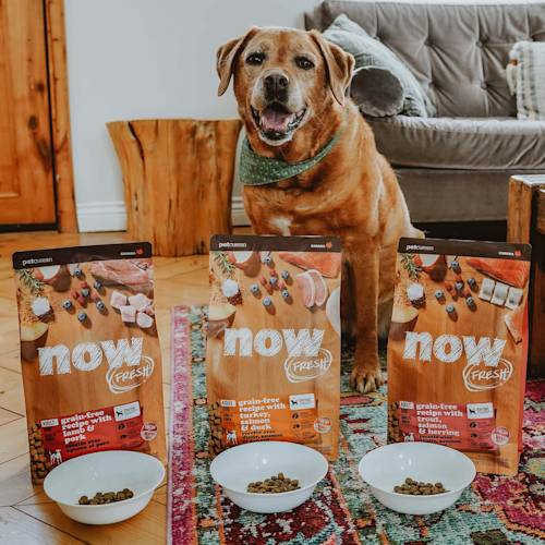 Labrador dog sitting beside bags of Now Fresh kibble